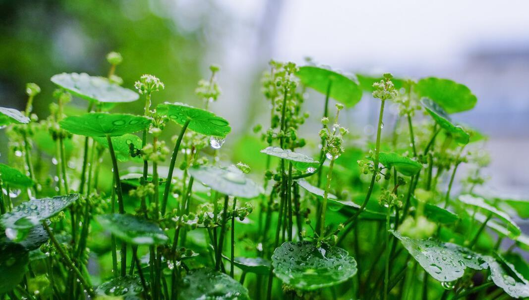 7种花喜欢水,不怕浇死了,浇得越多叶子嗖嗖长,花更漂亮