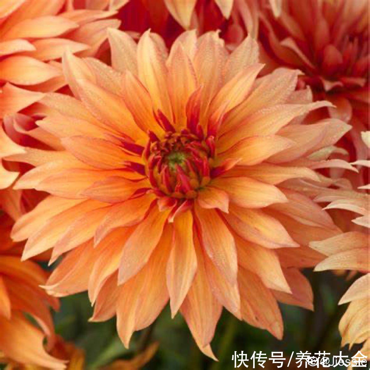 绣球花|中秋节一到，送礼太疯狂，不同的人适合送不同的花
