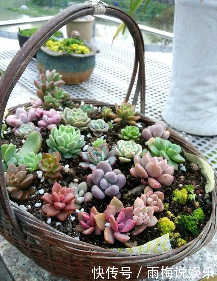 花盆|用篮子种多肉,红灿灿的超好看,瞬间变身高档花盆!