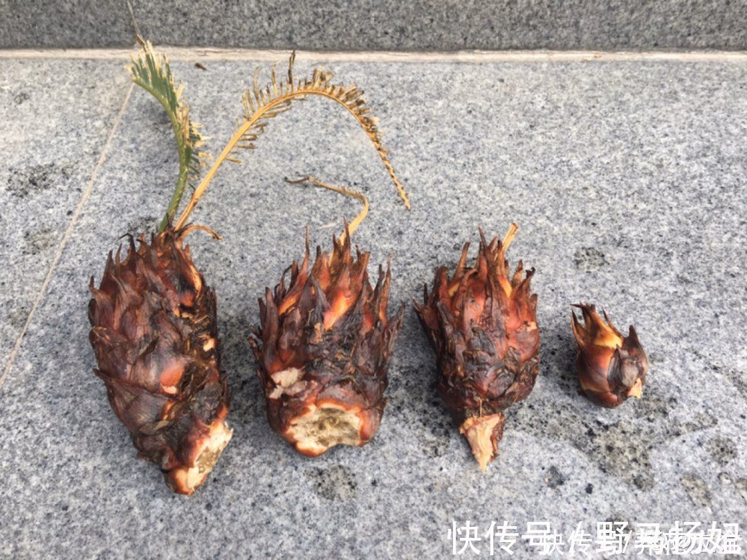 柴烧|农村当柴烧的花,原来可以当盆景,给一千块也不卖