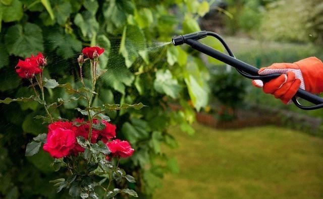  月季花|月季开完花就僵苗、生病是为什么？月季花后护理，给玫瑰做个月子