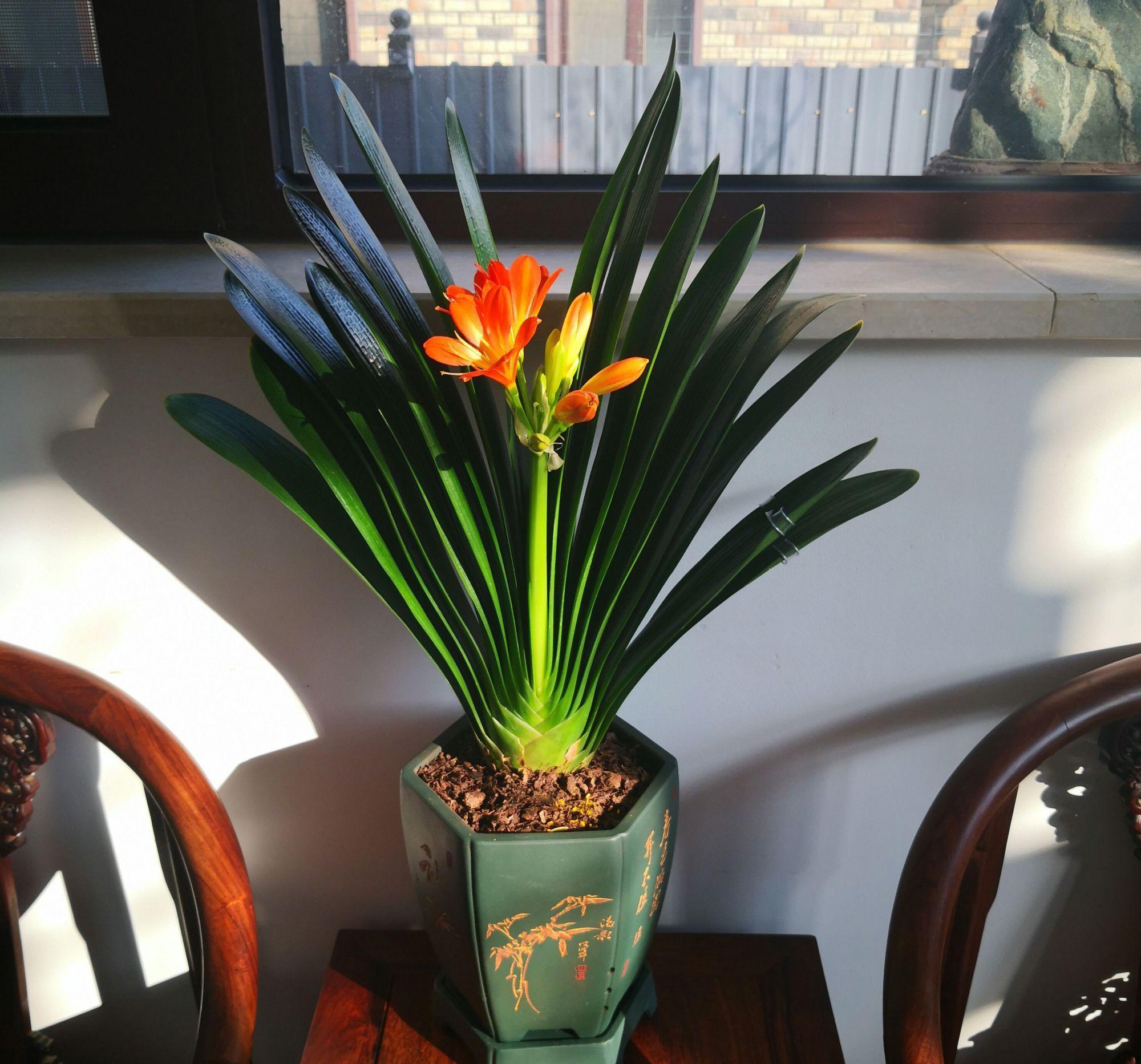 6种花“很吉祥”,建议养在卧室客厅,好看好养,还可当年宵花