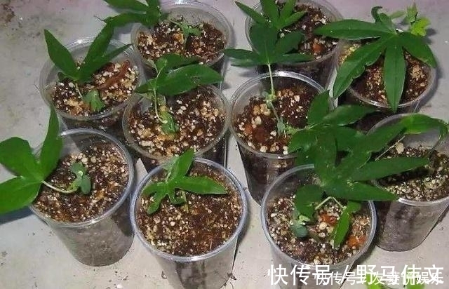 叶片|这5棵“树”太贵了,偷偷摘一截枝条就养活了,不用花钱买啦!