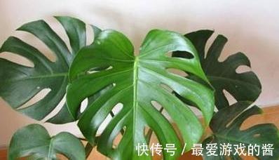 花市看到3种花随便买，摆客厅显大气上档次，过冬容易