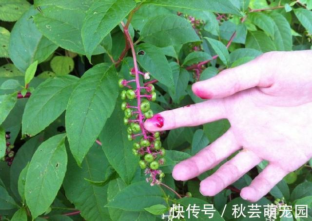 爱美之心|农村一稀罕野草,形似苋菜,根似人参,民间称它为“见肿消”