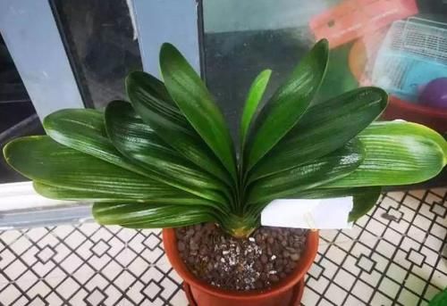 天冷养花怕冻伤，就多晒太阳多铺层它，保证呼呼疯长个