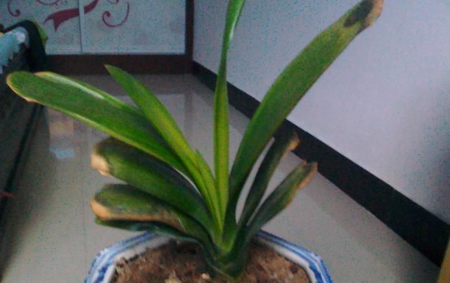 地方|养君子兰,这“3个位置”,千万不能放,一放开花就难了,要注意