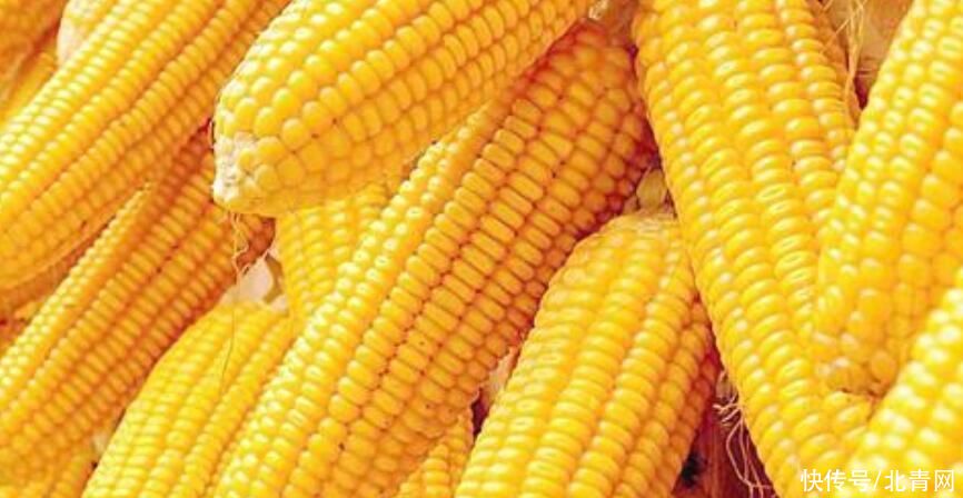 玉米这样吃最健康，“咸”煮玉米，更加甜