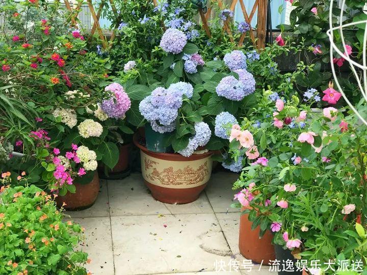 香草类|立夏后养花,别偷懒做好这3件事,长的快不生虫!