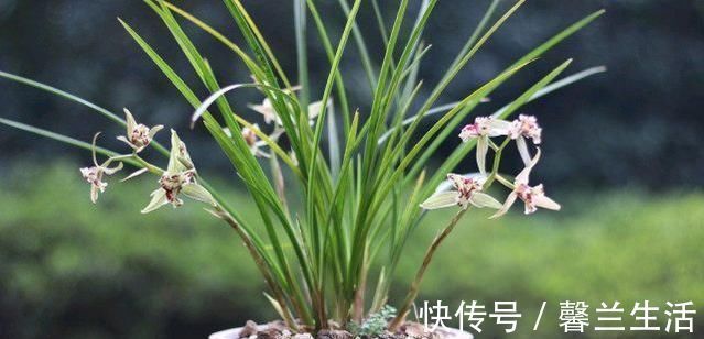风化石|老爸用这个植料养兰，呼呼冒出大白根，又壮又多