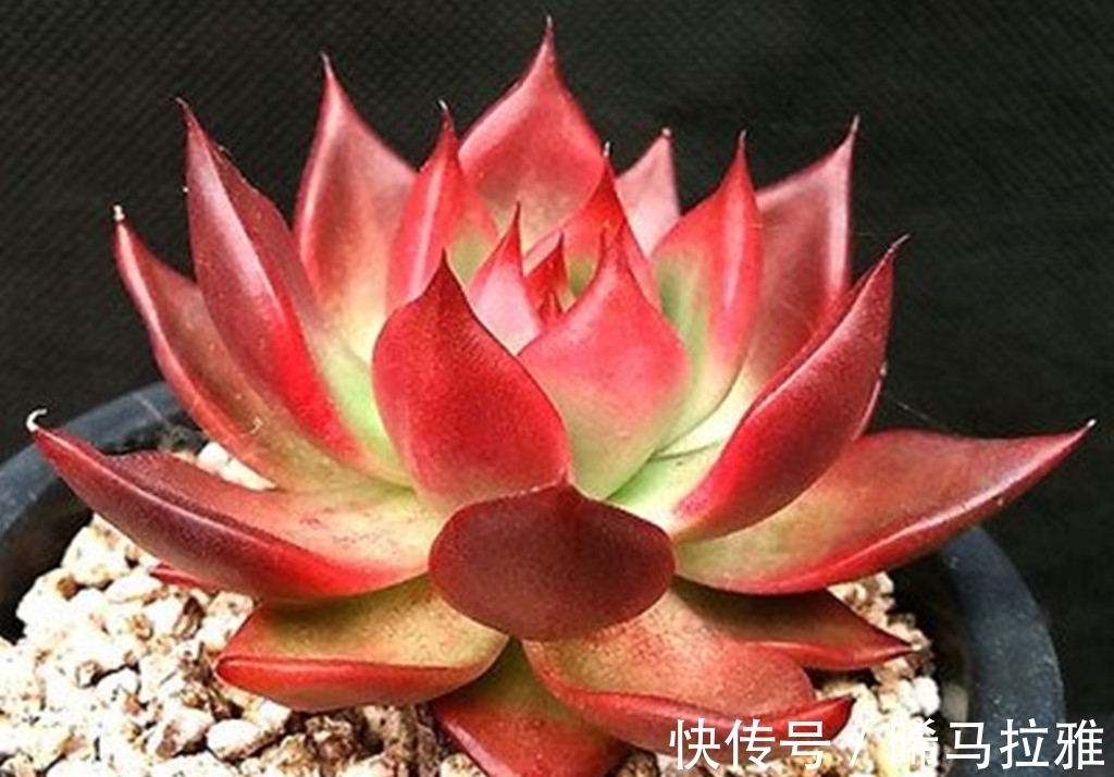 养多肉需要3个硬条件,如果达不到,其它条件再好肉肉也难出状态