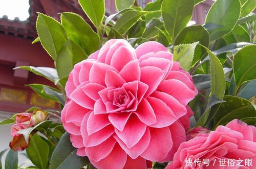 这3种花,阳台养一盆,四季都开花,颜值不输牡丹,值得拥有!