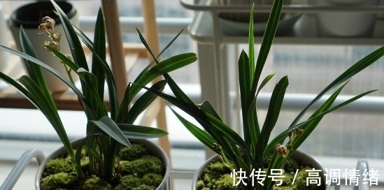 兰花发芽的方法:记住8个基础知识,兰花生长旺盛