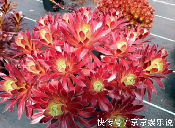 关于养法师,小花匠告诉你4个“经验”,不落叶,长势好,状态美