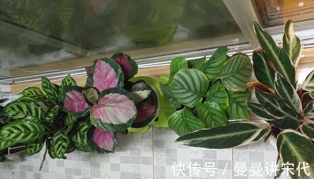 最不耐晒的3种花，养在室内才好看，搬出去一天就枯了