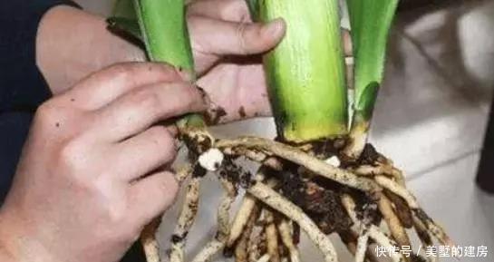 生根|扦插君子兰、蟹爪兰,就用3种“溶液”,白根疯长,不久就成活