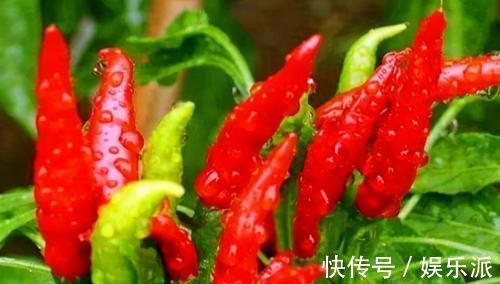 羡慕|羡慕别人不生病,3种食物要多吃,排出毒素,预防疾病发生