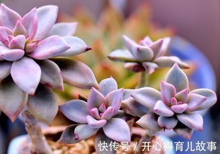 多肉植物养护的三个点,记住它们,提高成活率