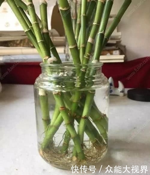 富贵竹黄叶了,水瓶里面加点它,3天恢复5天油绿!