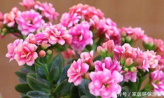 养花试试此几款,全年开花不停,人见人爱,开花一茬茬