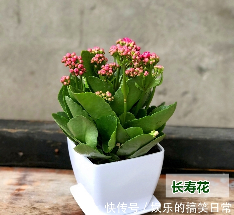 养花不选长寿花,如同不会养花,秋季做好几件事,花开鲜艳多姿
