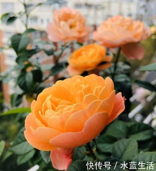 长花|阳台就养几种花，花期长花量大，一盆千百朵，枝头花苞满