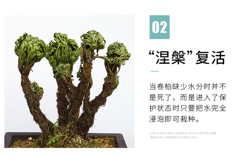 枯萎|养不死的植物,枯萎了也能遇水“涅槃”复活!