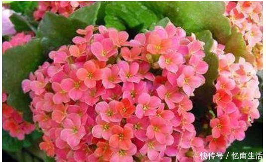 酸性|养花就用一种果皮,直接扔盆里,新芽蹭蹭冒,四季不黄叶