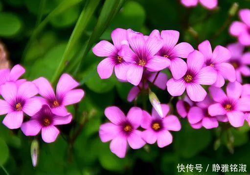 家里几款花卉，耐旱又耐晒，镇宅开运，寓意超好的