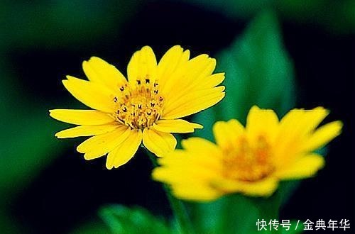 花前|有意花前风带笑,无心月下柳含愁;八首闲赋诗,散乱青丝换白头
