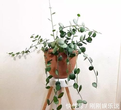 乙女|5种长相稀奇的多肉，养小花盆里照旧开花，可养很多年