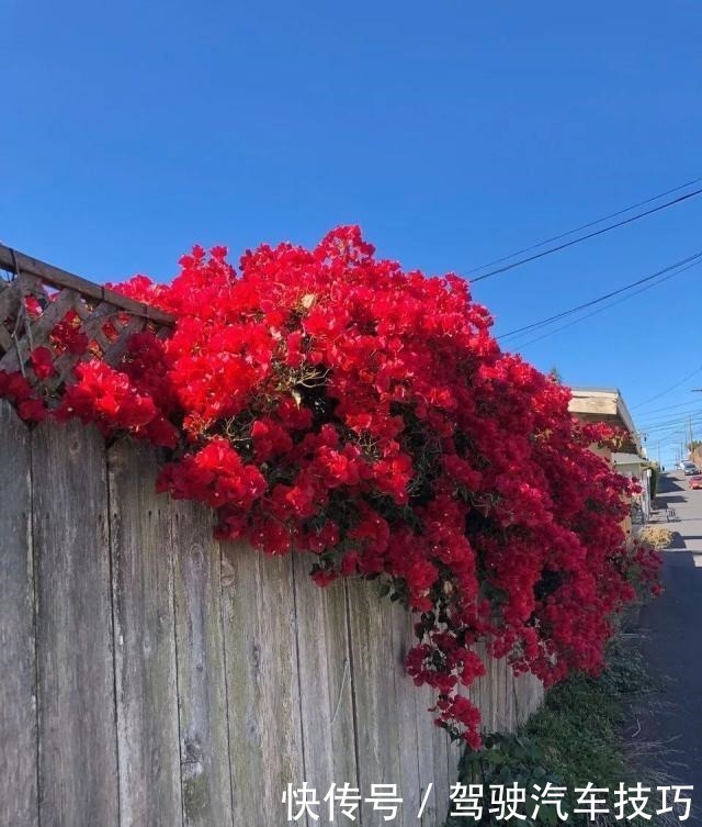 花期|这8种懒人花，花期长，好看又好养！这8种懒人花，花期长，好看又好养！