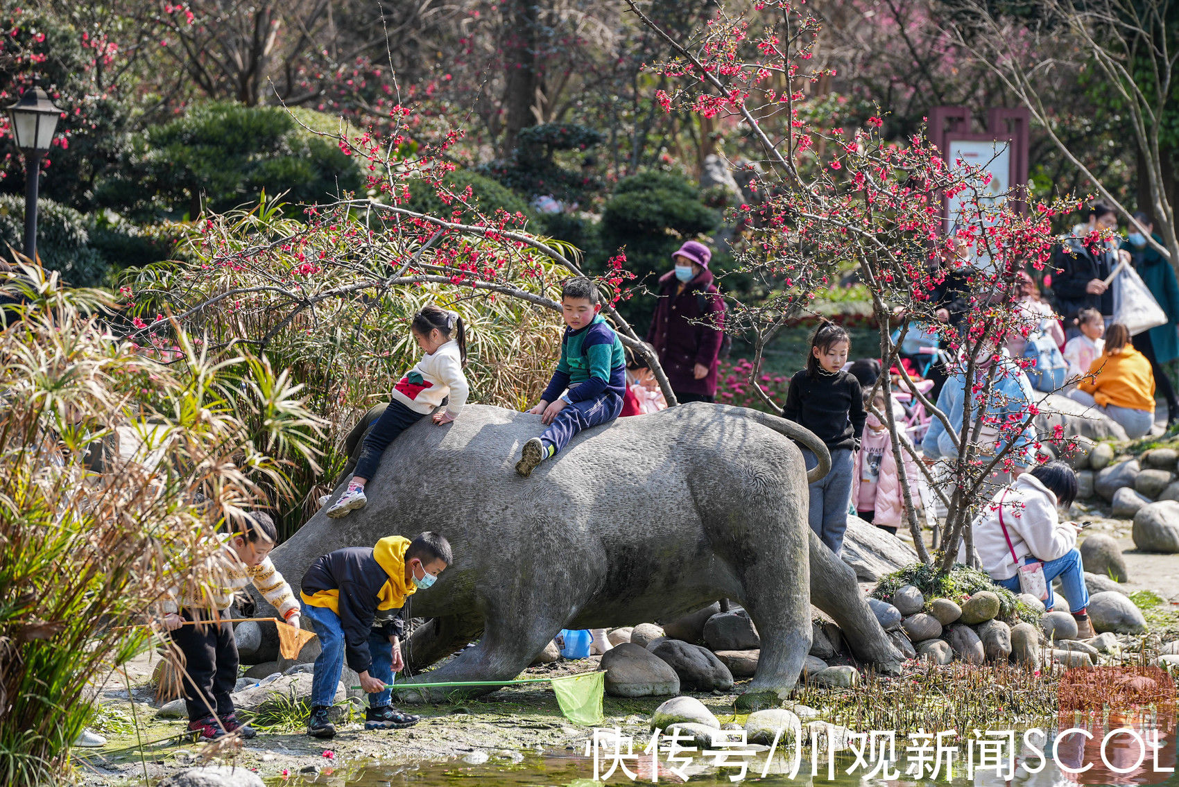 红色花海即将来袭 海棠成片争相绽放|C视频 | 花海