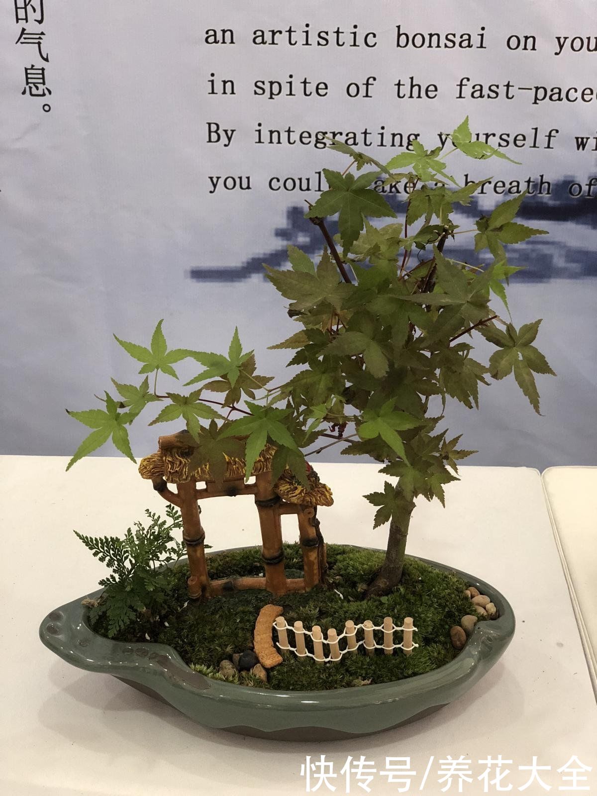 土壤|植物界的“祖师爷”，个头小作用大，挖回家种土里就活