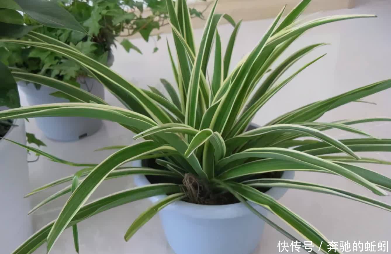 捡来松针土、腐叶土,别急着用作养花,先这么处理才好