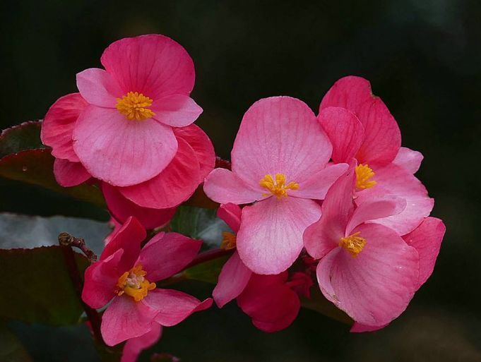 养花试试这几款,花开繁盛花香怡人,粉嫩丰腴,绚丽夺目