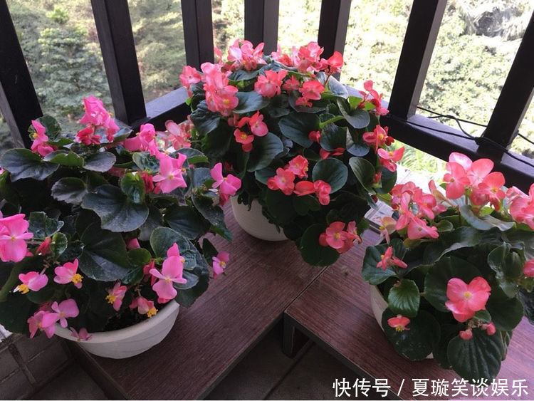 花期|家有庭院就养5种花,夏天开正旺,花期长花朵多,一盆开出200朵花