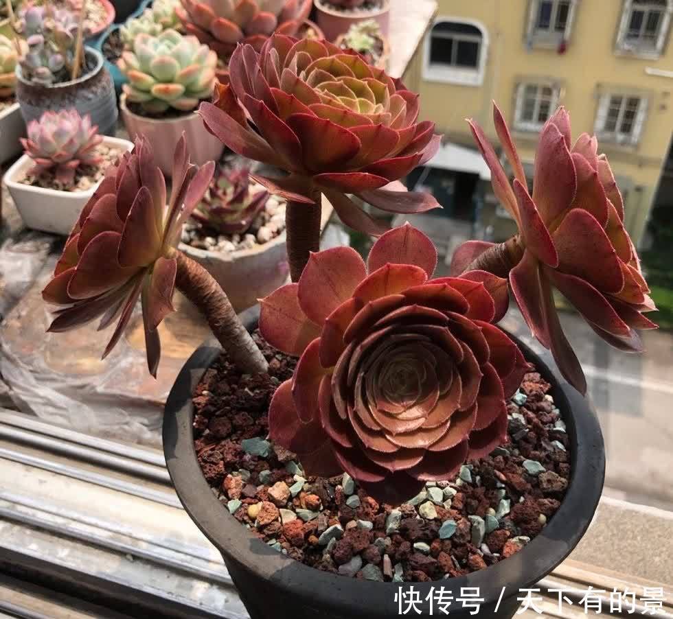 多肉法师这样养,壮实漂亮,个头更大,轻松养出多头