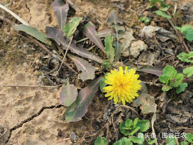 老年人|农村有一种不起眼的野草,既是野菜又是中药材,市场售价每斤2元
