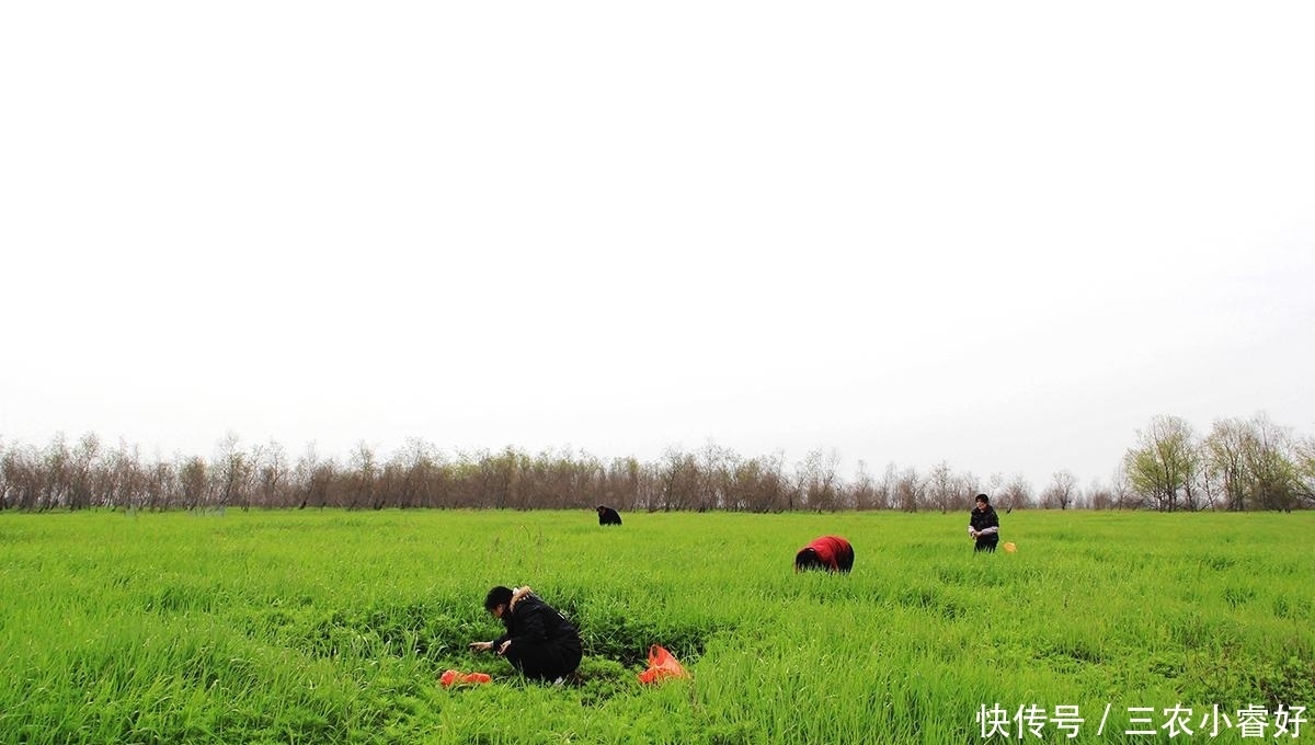 生长|长在水边的“艾草”,见到请摘一把回家,营养好,炒腊肉是一绝