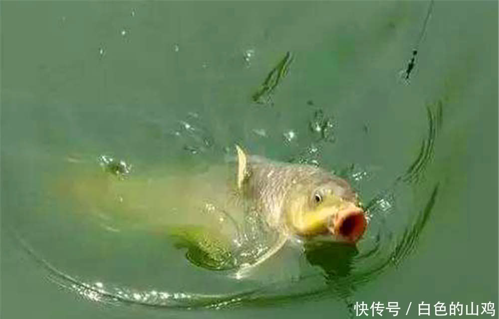 经典|手竿搏大鱼的几种经典漂相,如果出现这些漂相,一定是大鱼在咬钩