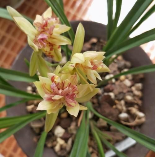 春天来临!这种兰花要养一盆,又美又香,一年能开四五次