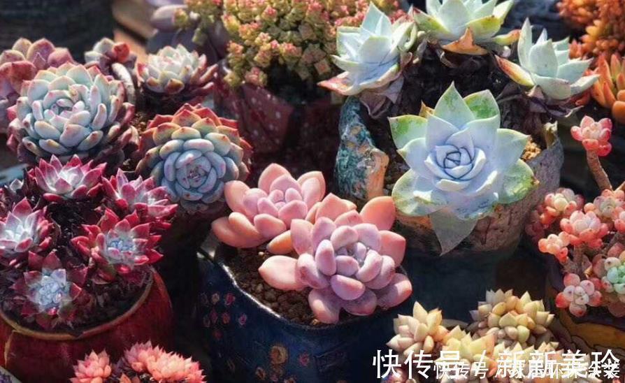 巧用3招，盆栽多肉姿态美，个个叶子肥嘟嘟、水灵灵
