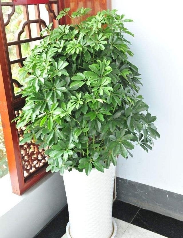 养花不在多，家中养上这“3种”，安宅又“旺财”，舒适又健康