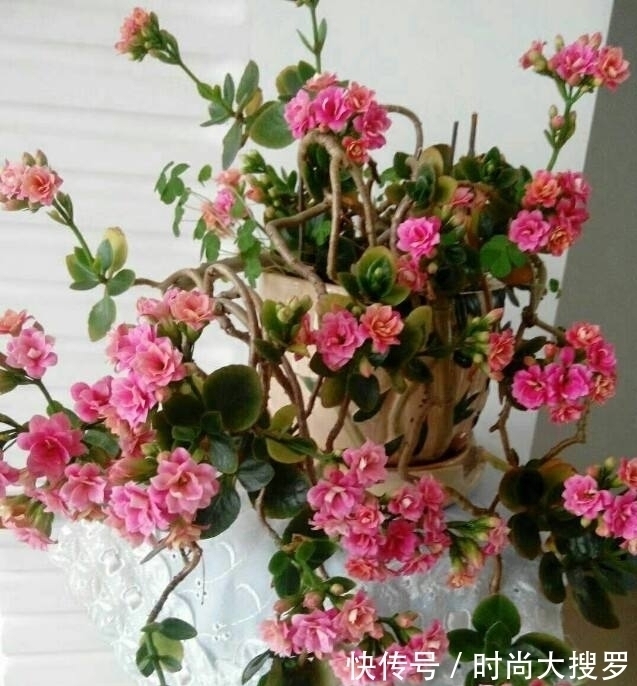 养长寿花,用这法,1年就能成老桩,开满五色花,独特又吉祥