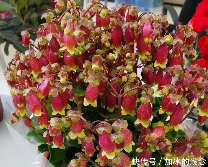 长寿花吊起来养,开出千朵小灯笼,叮叮当当过大年