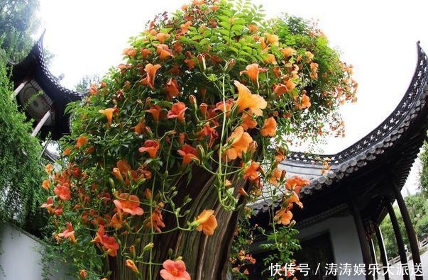 凌霄|此花再贵，家中也要种2棵，“天下第1美”，花开180天不落