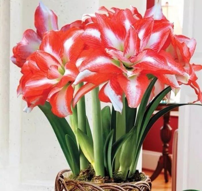 4种花养家里,四季都有花赏,满屋子飘香,养盆放阳台美极了