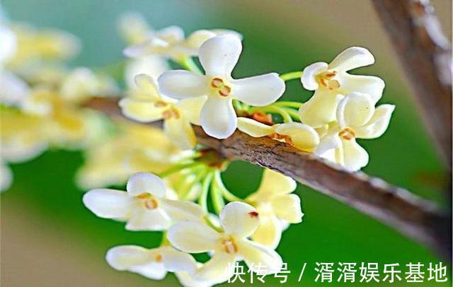 肥料|桂花香飘远十里,注意小技巧,花期长开花簇簇