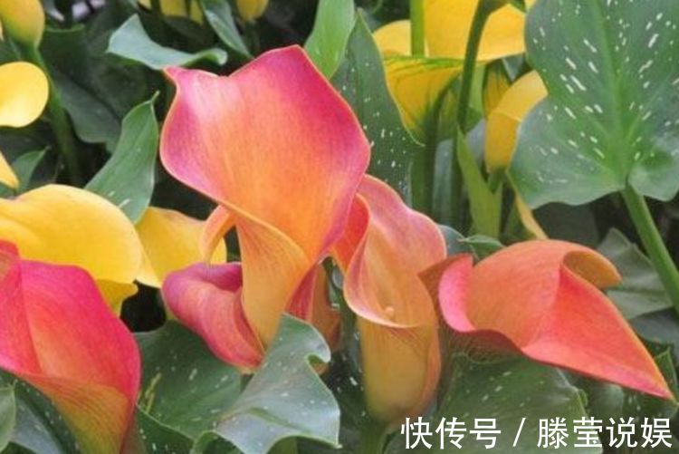 从5月23日开始,家养此款花卉,简单易成活,而且纯洁美